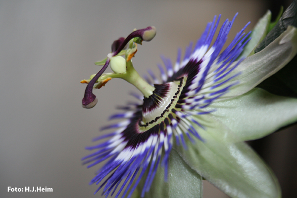 Passiflora (Foto: H.J.Heim)