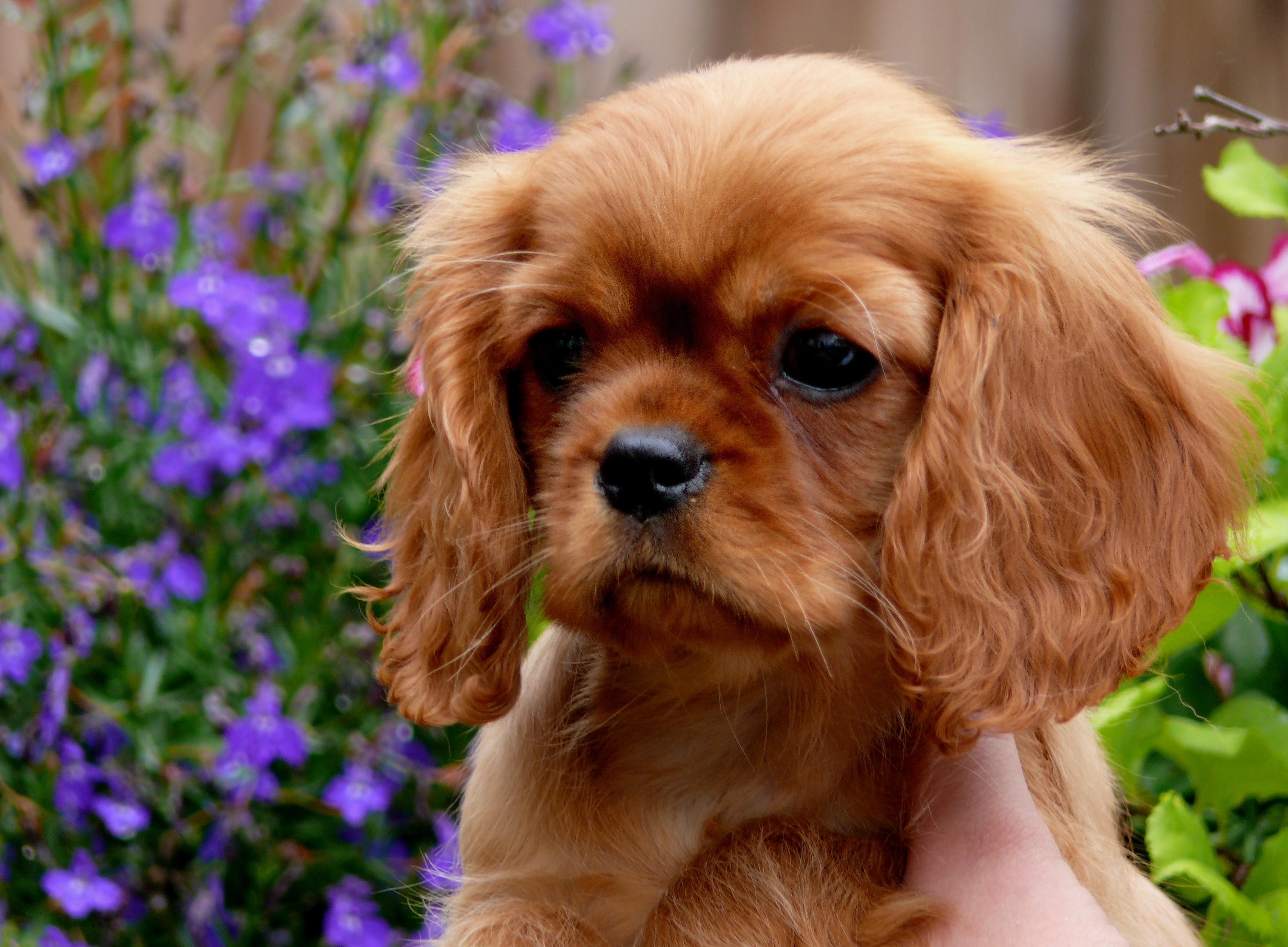 Cavalier Welpe